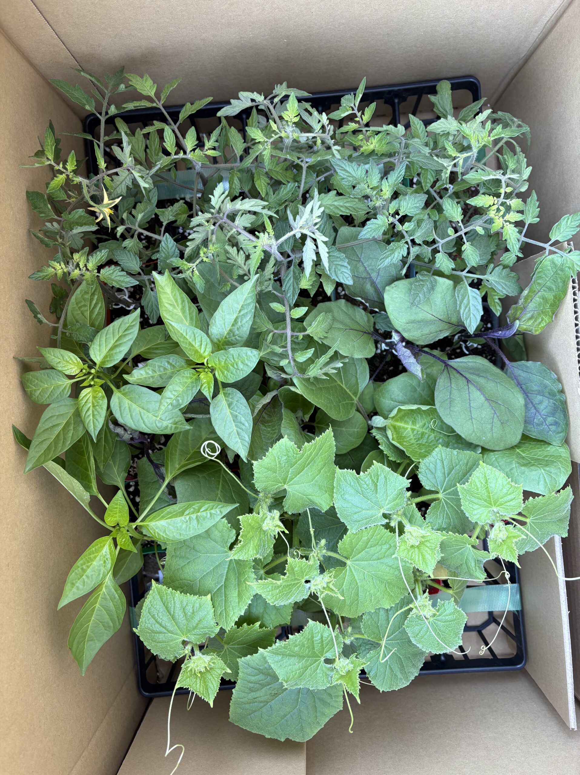 段ボールに届いた野菜の苗