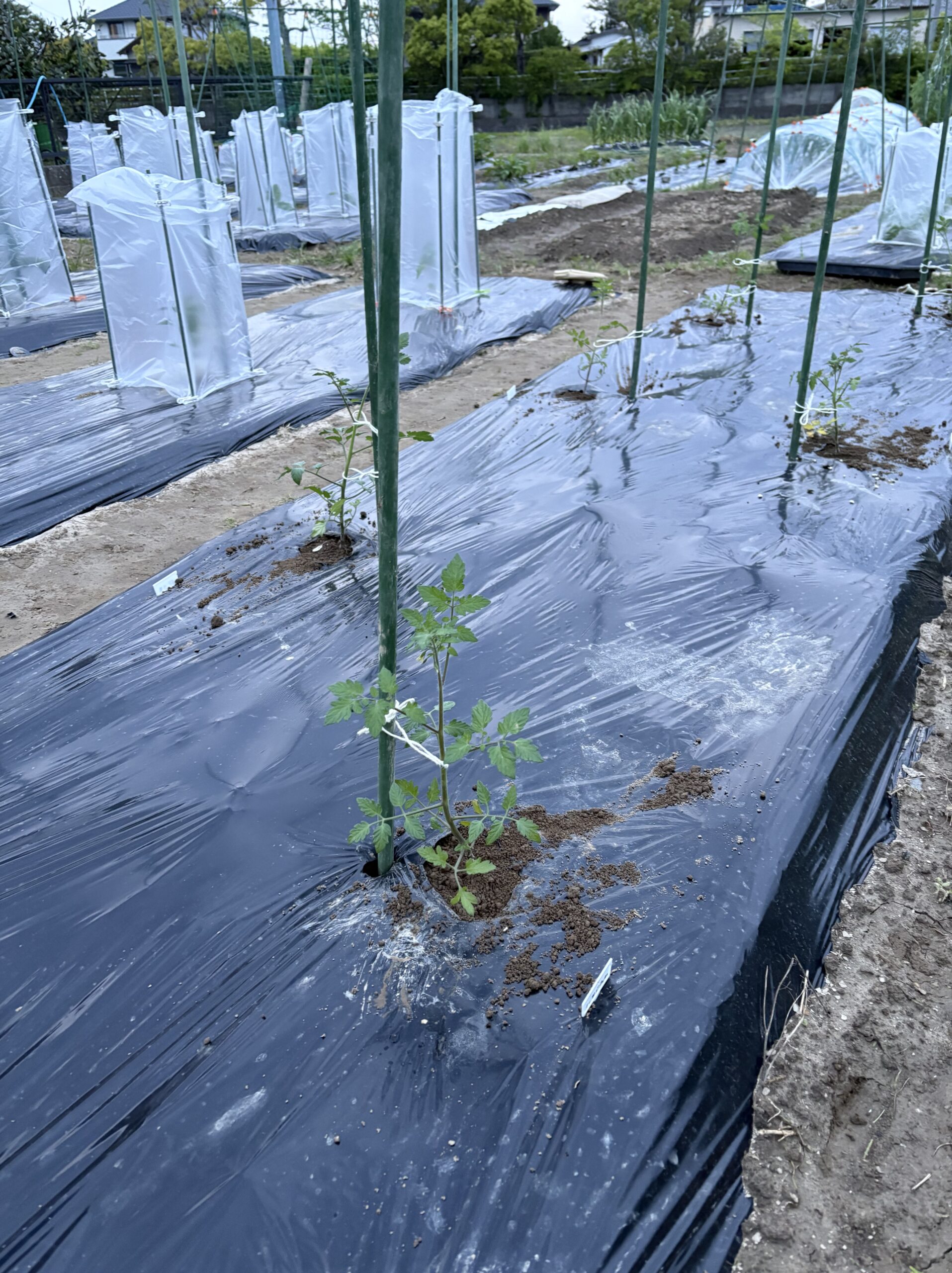 植え付けたばかりの苗