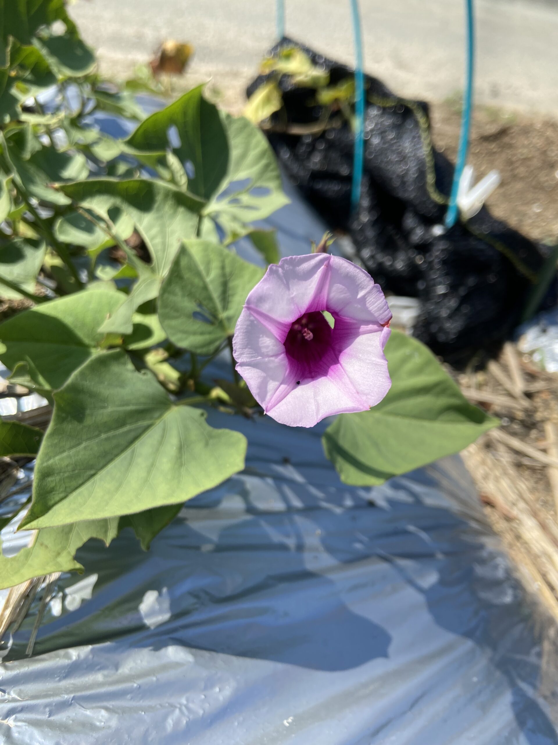 さつまいもの花
