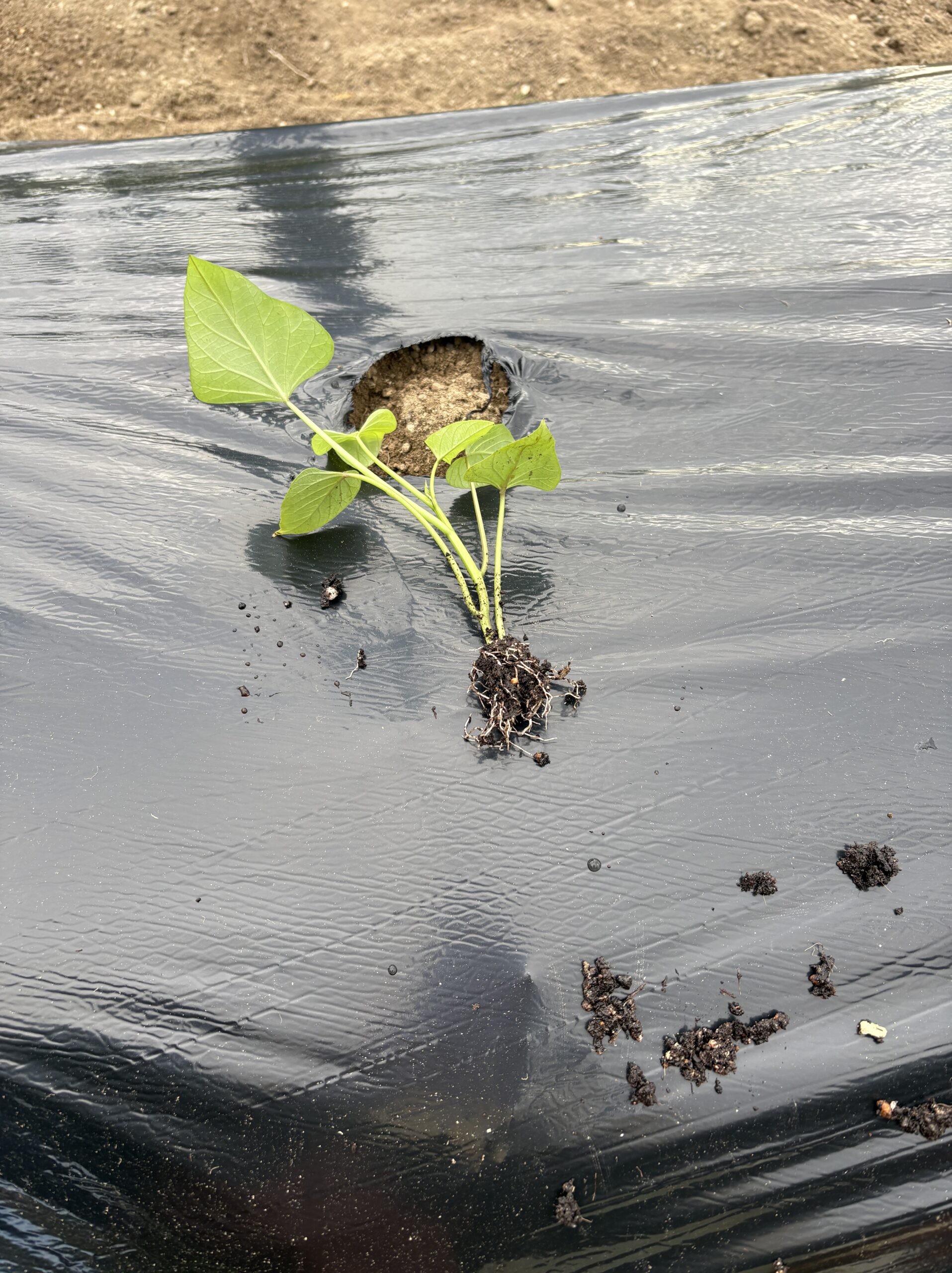 定植中のさつまいも苗