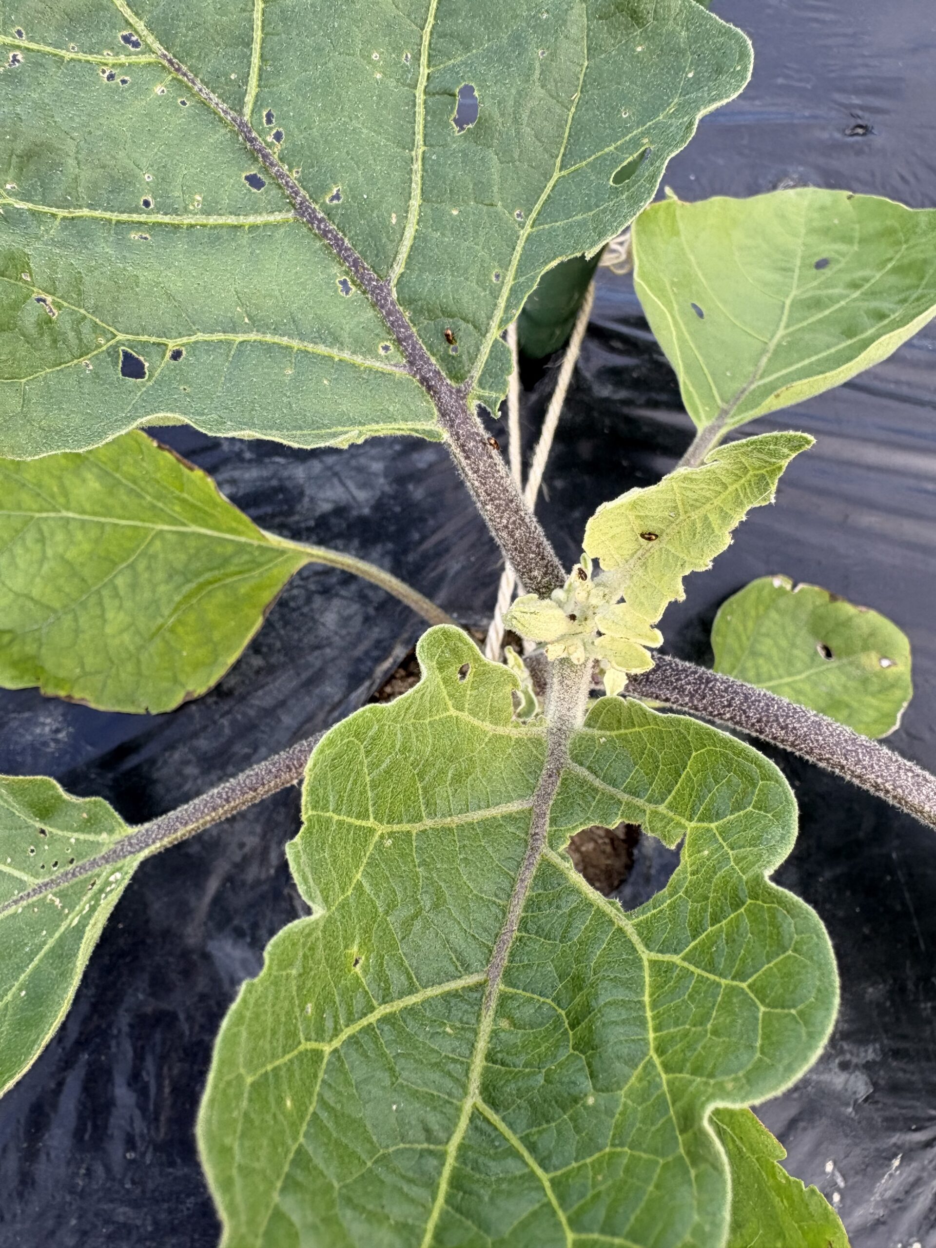 ノミハムシに食べられて穴があいたナスの葉