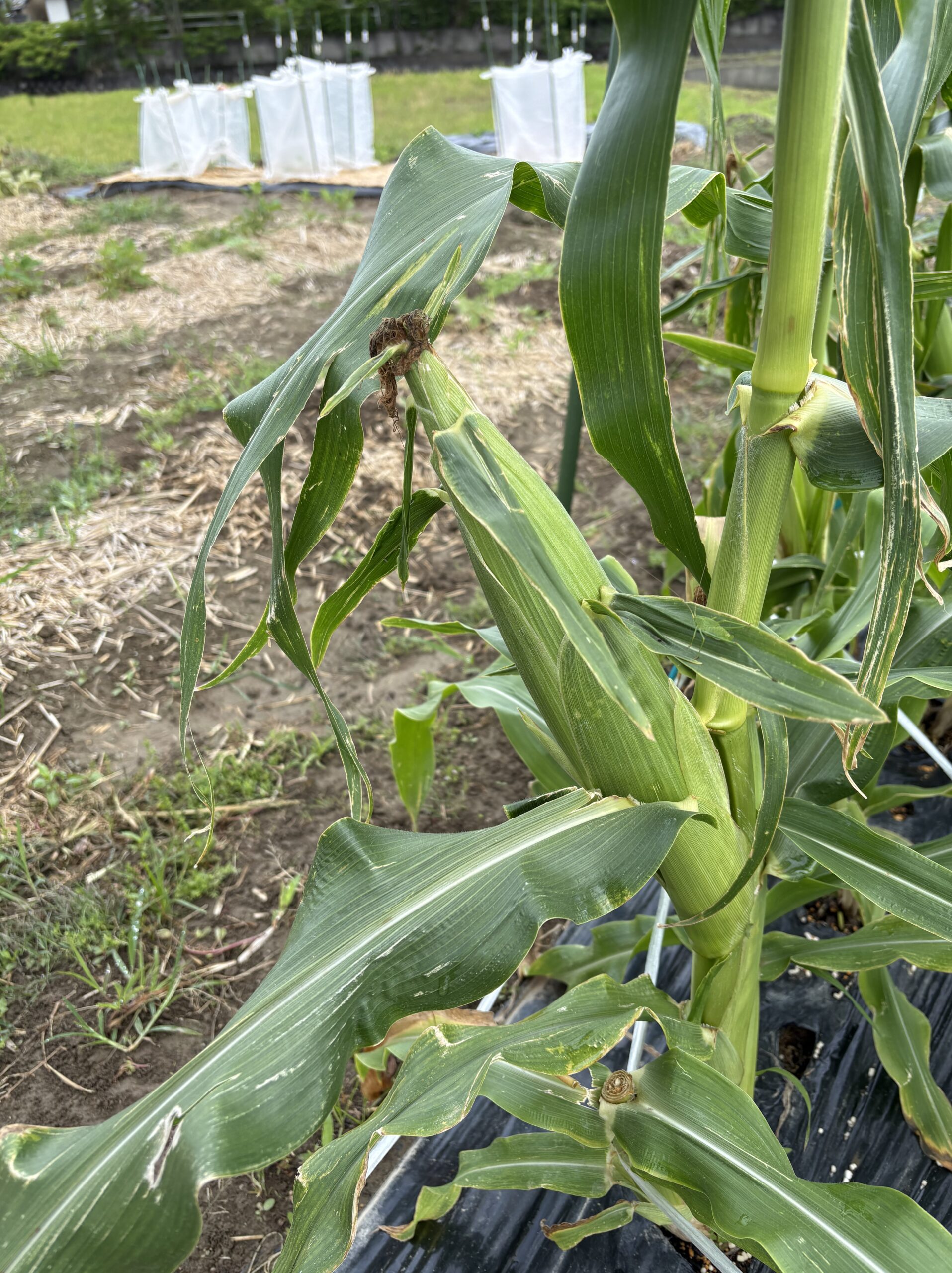 茎に対して45度に傾いたトウモロコシの実