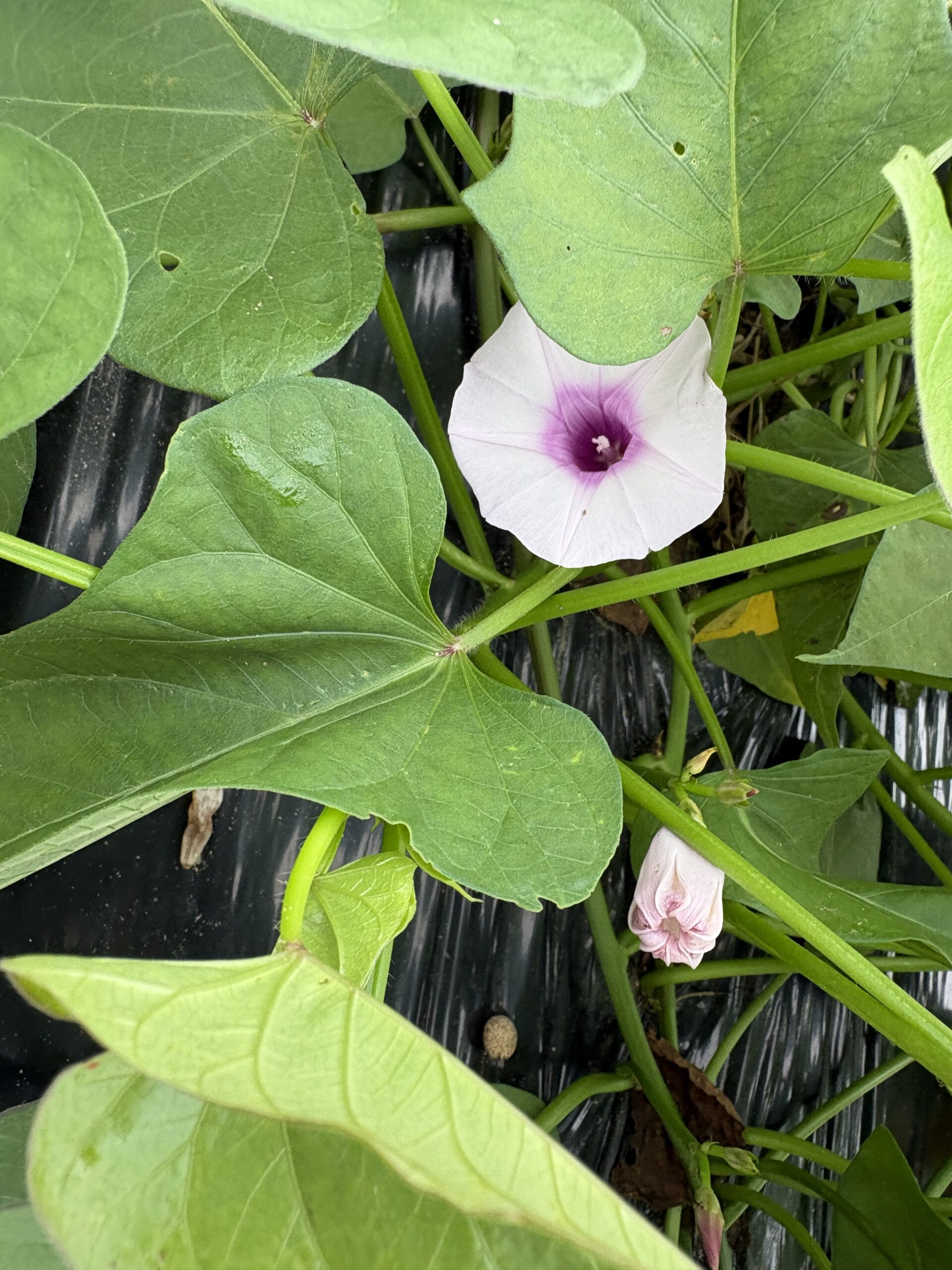 さつまいもの花