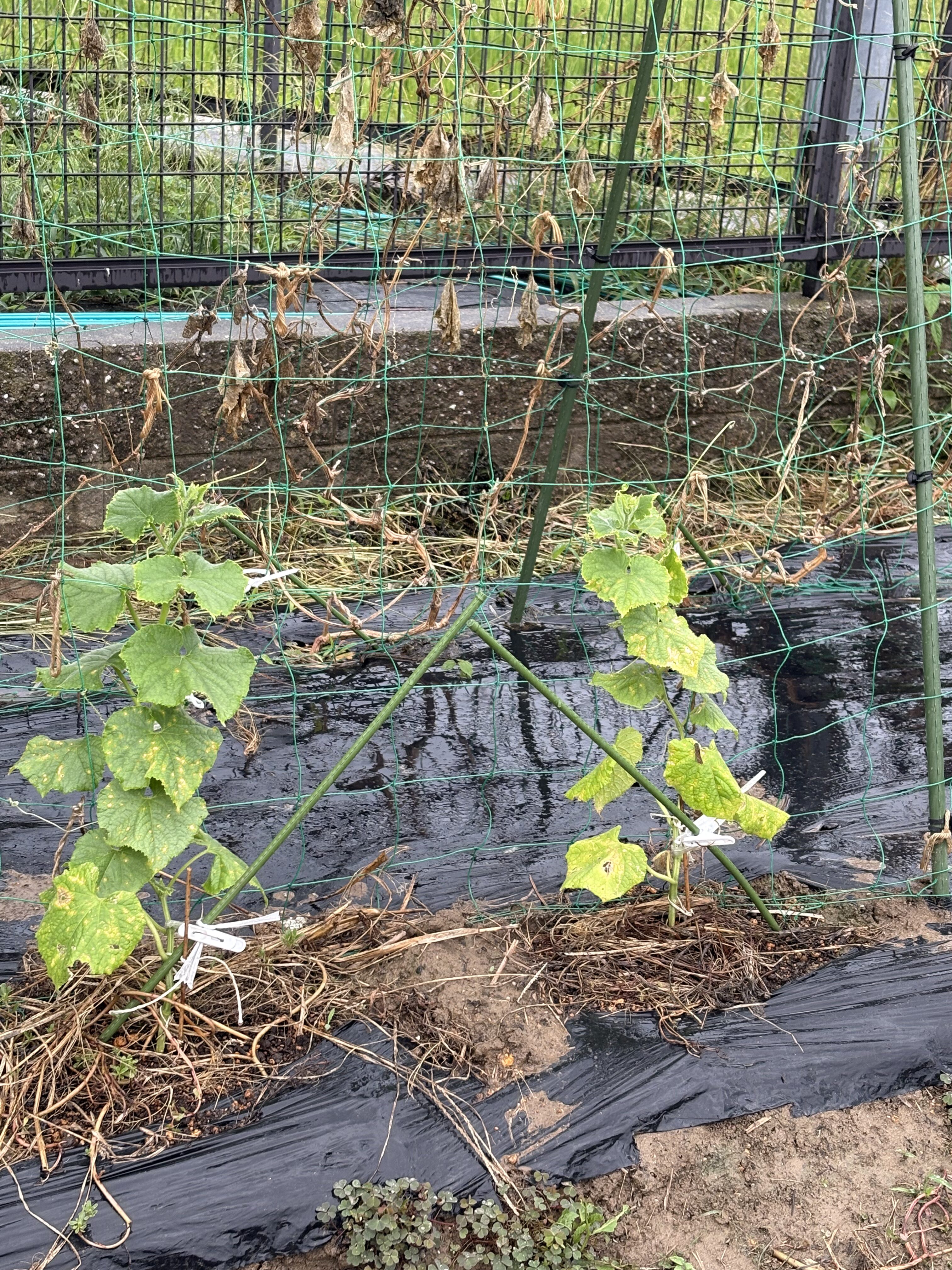 母が新しく植えたきゅうりの苗