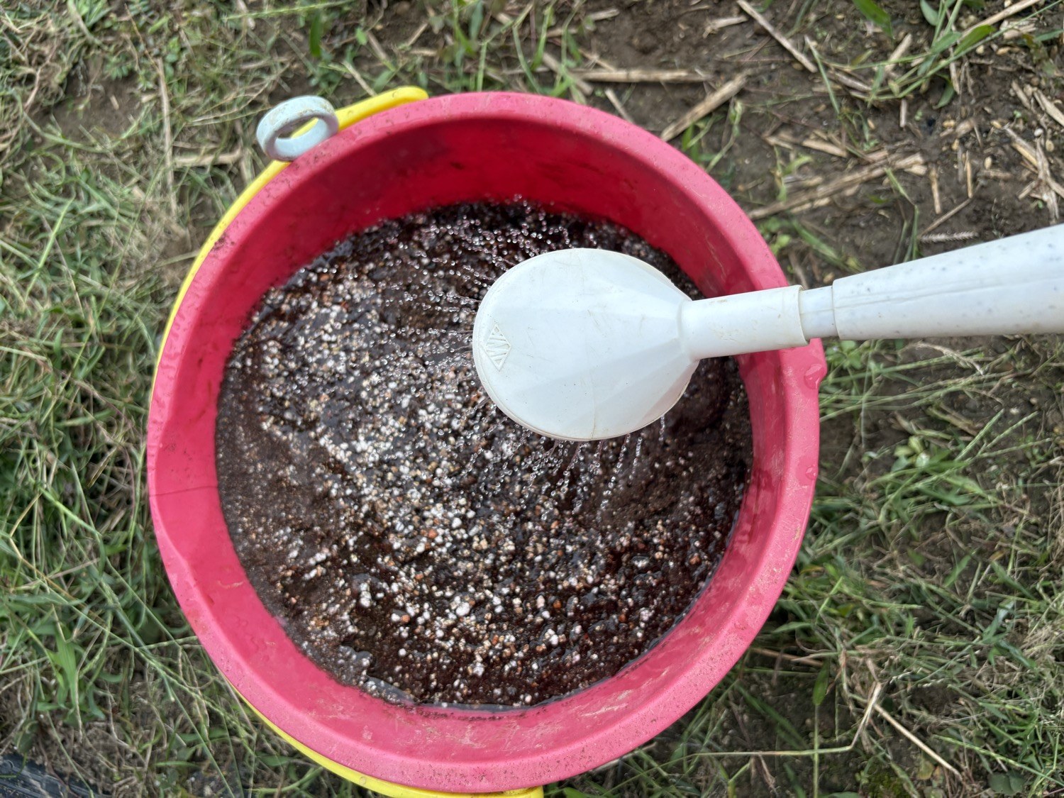 バケツに入れた培土にジョウロで水をかけているところ