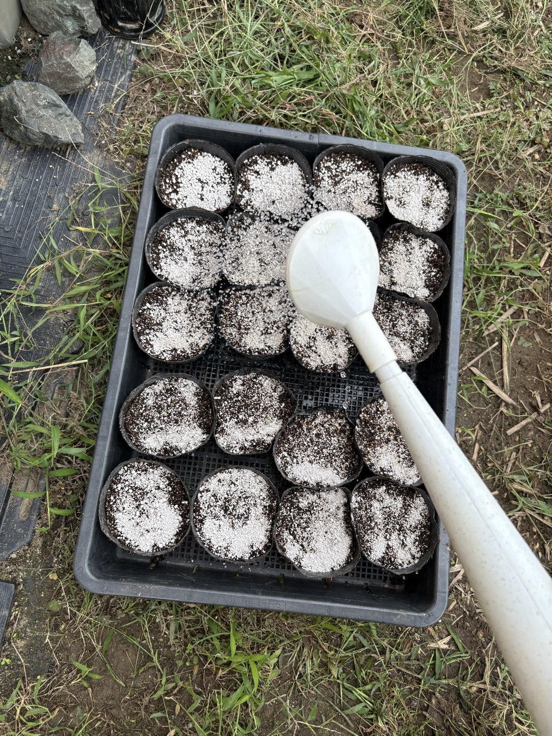 完成したポットにジョウロで水をかけているところ