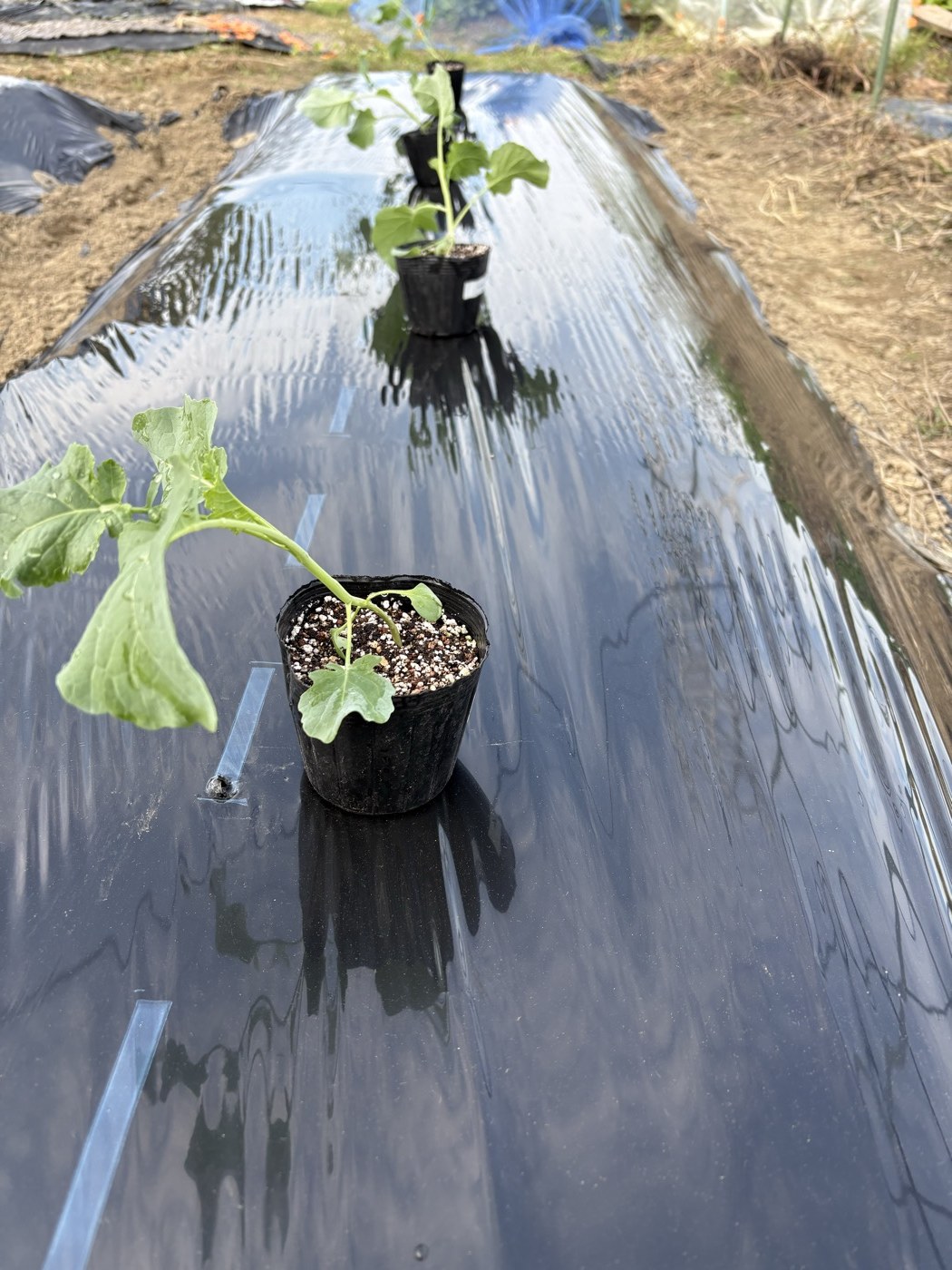 マルチの上に並べた茎ブロッコリーのポット苗