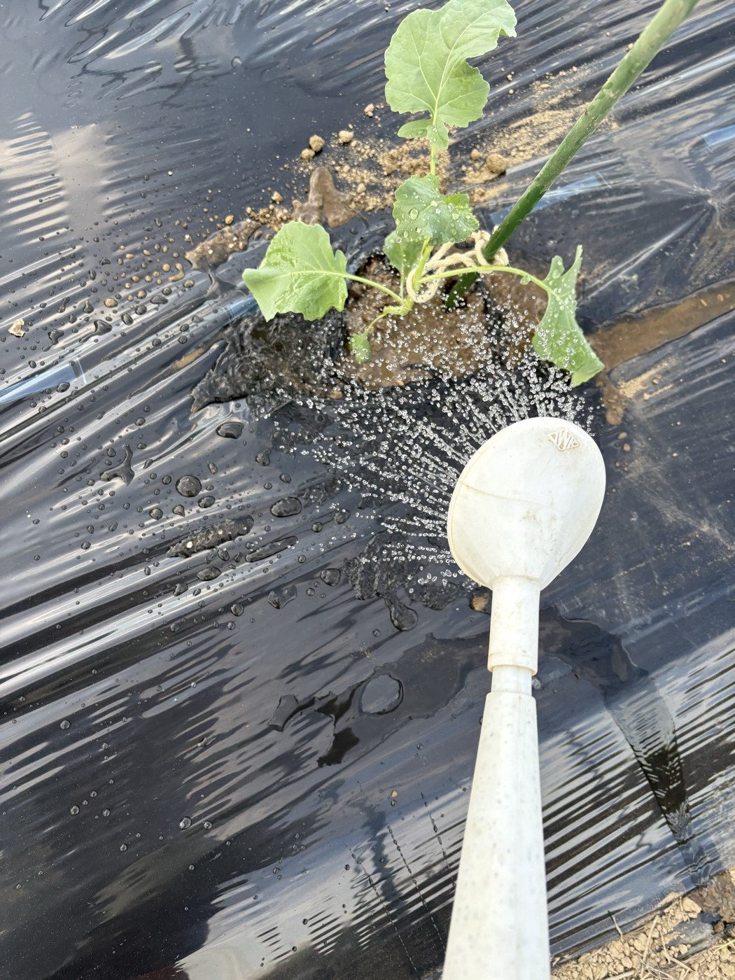 植えた茎ブロッコリーの株元にジョウロで水をやっているところ