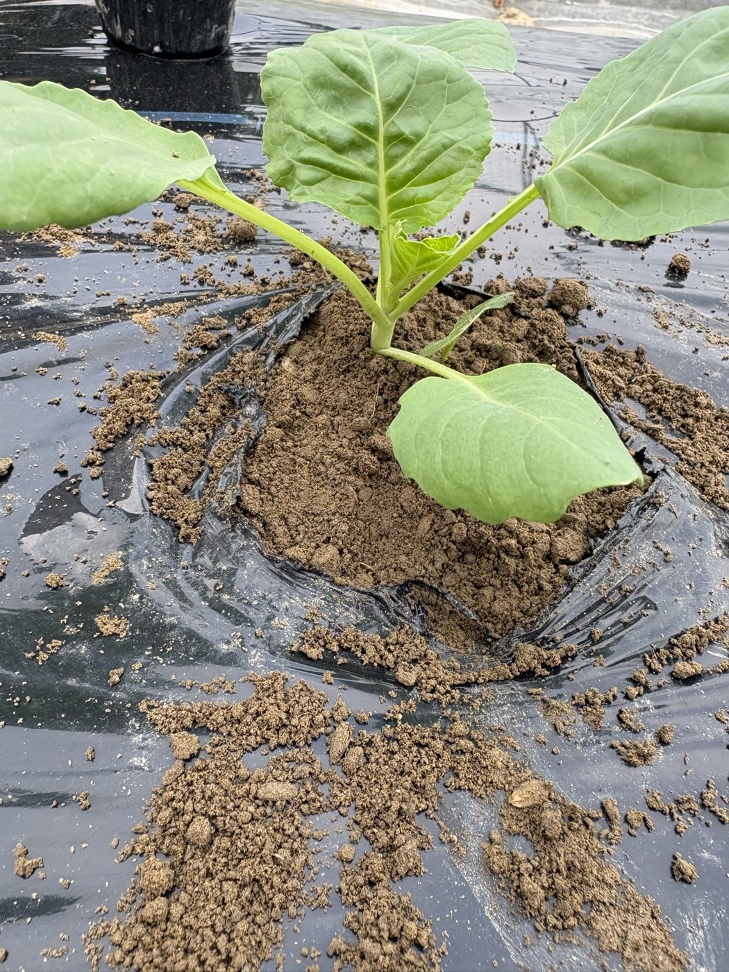 深植えにしたキャベツの苗