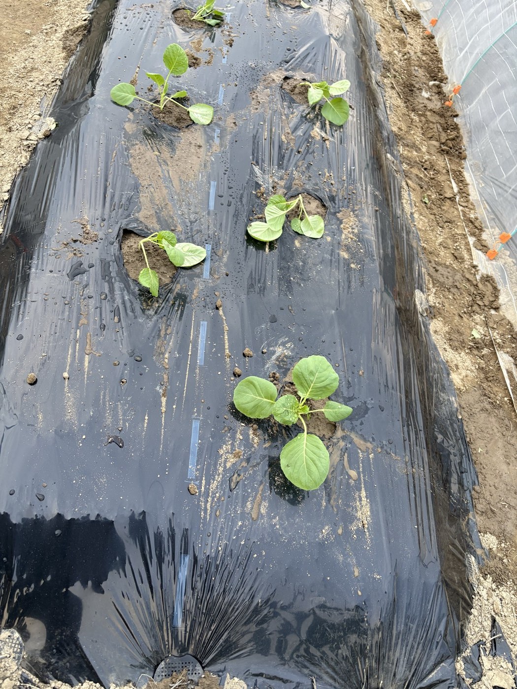 2条の千鳥植えで植え終わったキャベツの畝