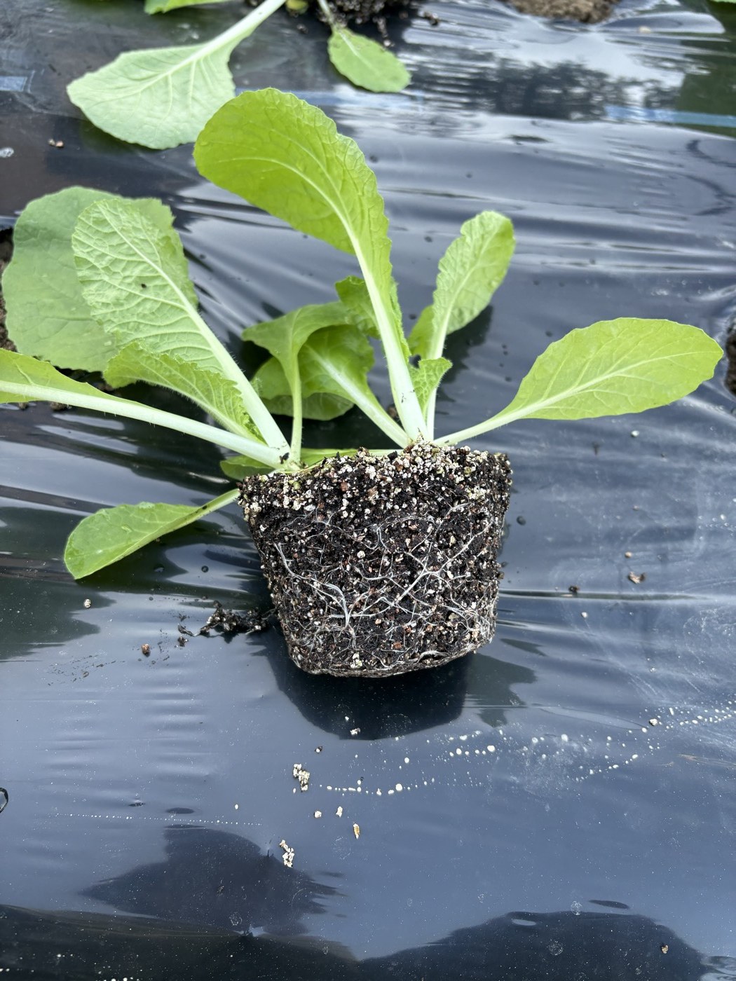 ポットから抜いた白菜の根鉢。2本がいっしょに育っている