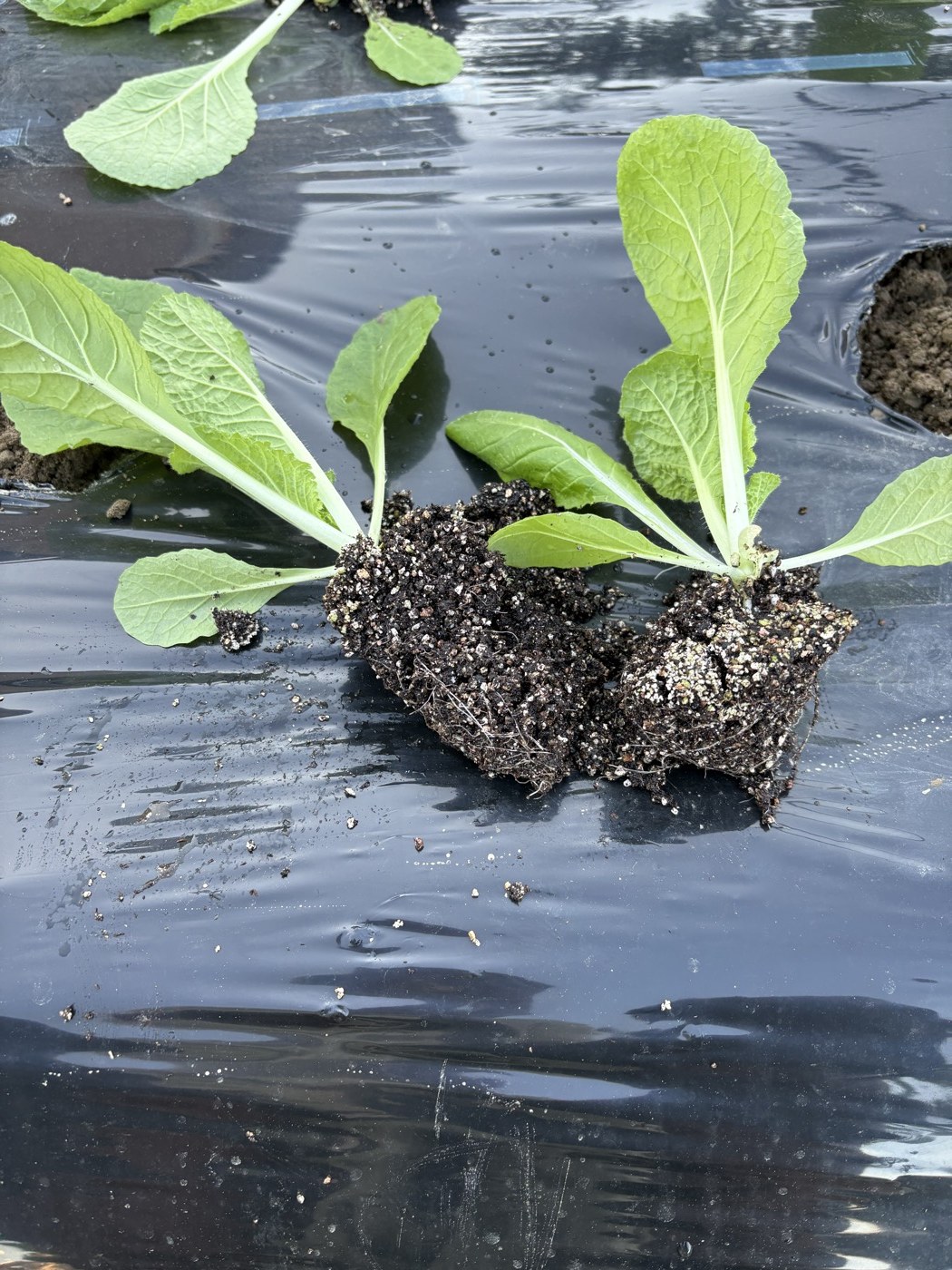2本に株分けした白菜の苗