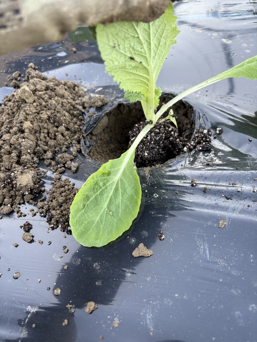 マルチの植え穴に白菜の苗を植えているところ