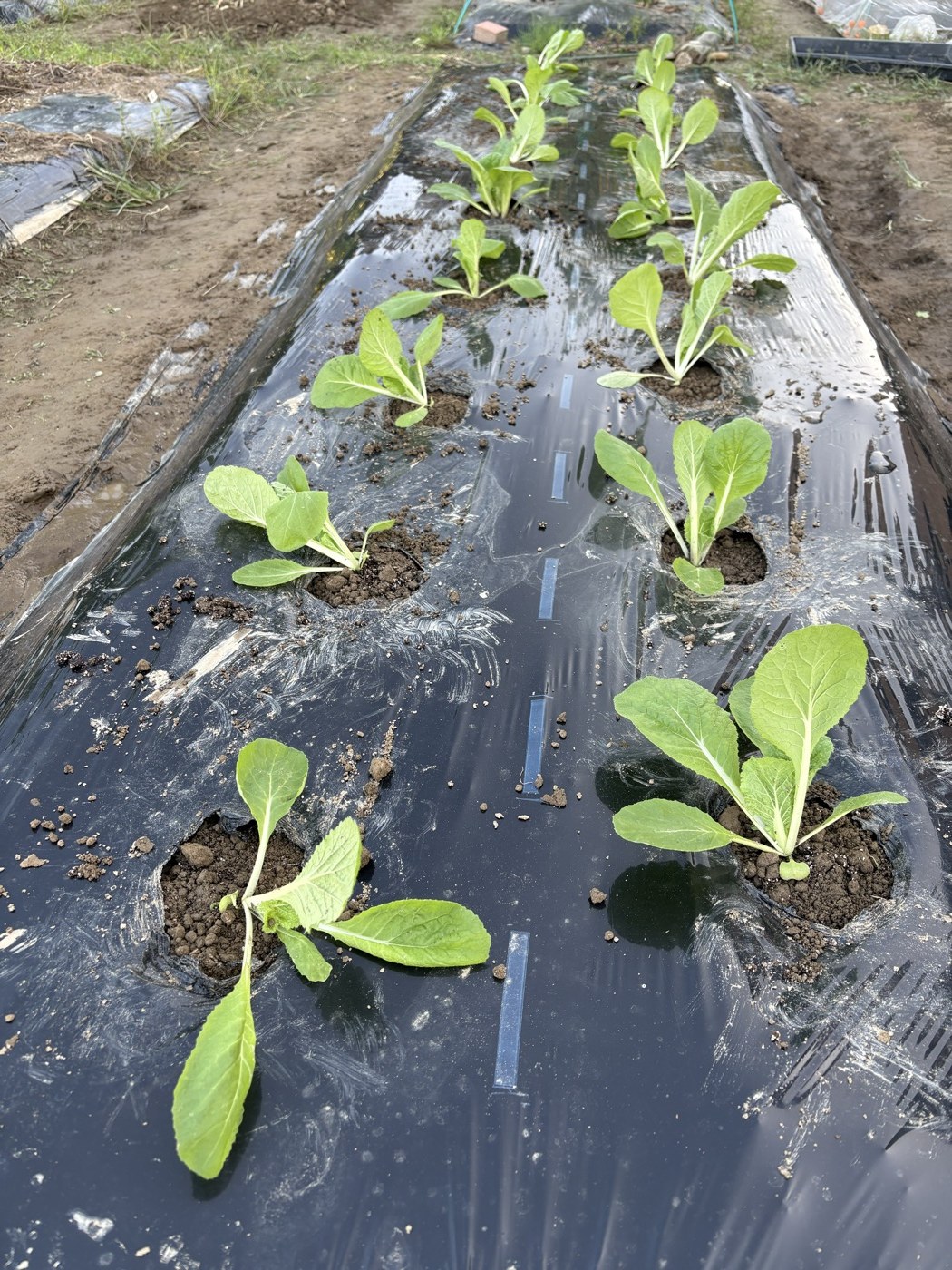 2条植えで植え終わった白菜の畝