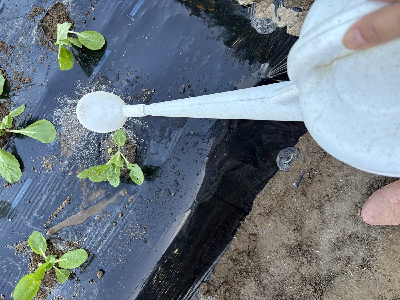植え付けた白菜の株元にジョウロで水をやっているところ