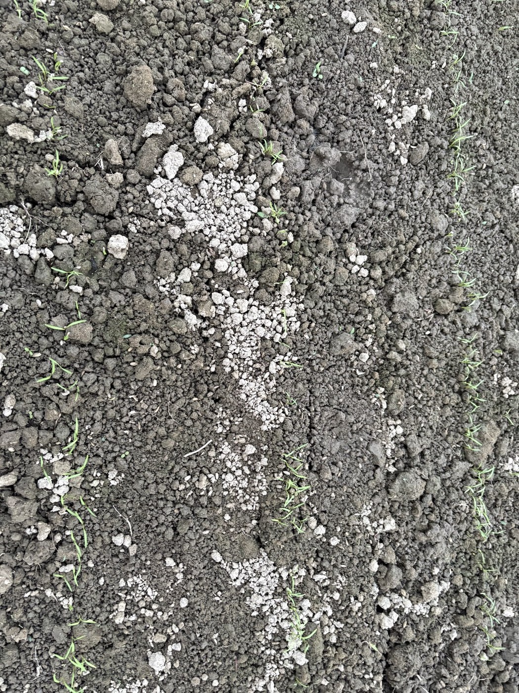 列になってそろった人参の芽